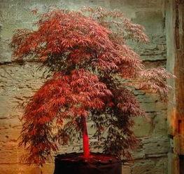 杀人树的图片,揭秘杀人树的恐怖真相”